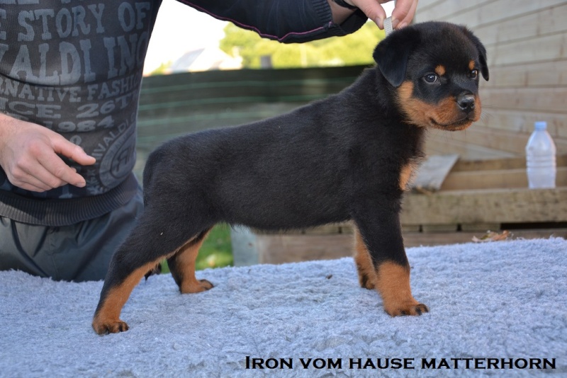 Futurs petits Rottweiler chez "Vom Hause Matterhorn" - Page 6 Iron410