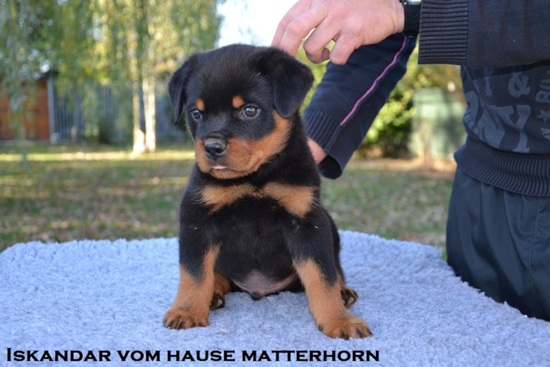 Futurs petits Rottweiler chez "Vom Hause Matterhorn" - Page 6 Iskand10