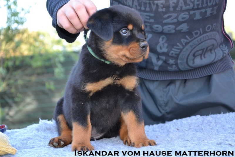 Futurs petits Rottweiler chez "Vom Hause Matterhorn" - Page 6 Iskand11