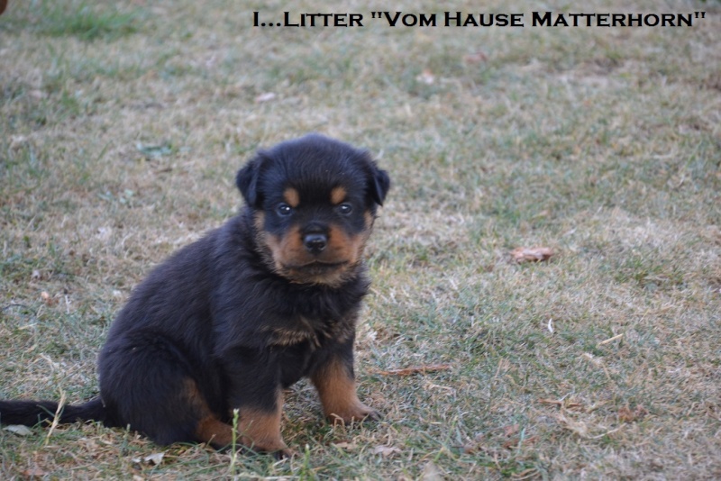 Futurs petits Rottweiler chez "Vom Hause Matterhorn" - Page 5 Jaune210