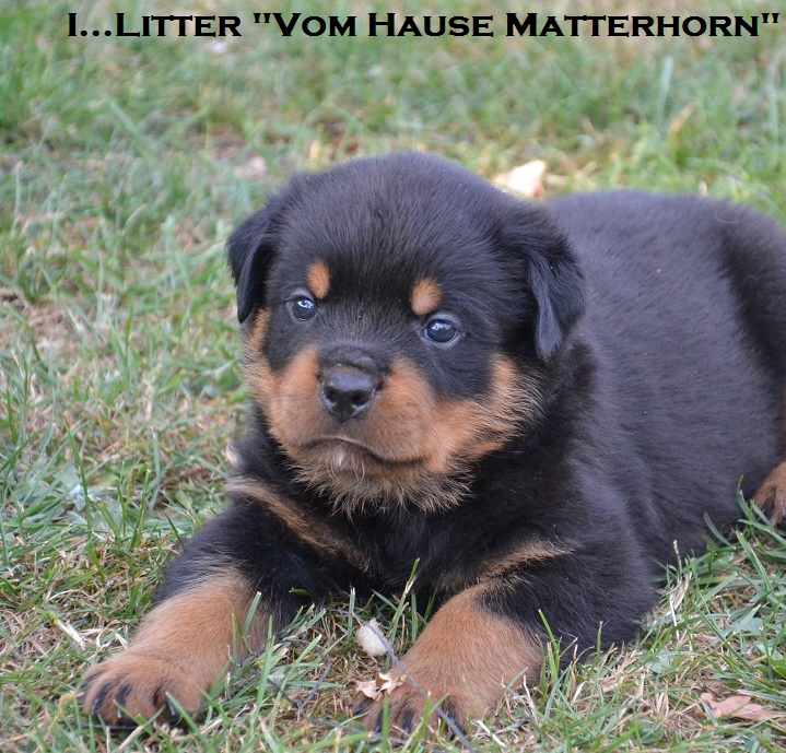 Futurs petits Rottweiler chez "Vom Hause Matterhorn" - Page 5 Noir2_10