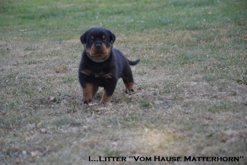 Futurs petits Rottweiler chez "Vom Hause Matterhorn" - Page 5 Vert1_10