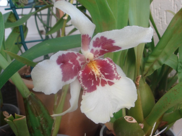 Mes orchidées Dsc01010