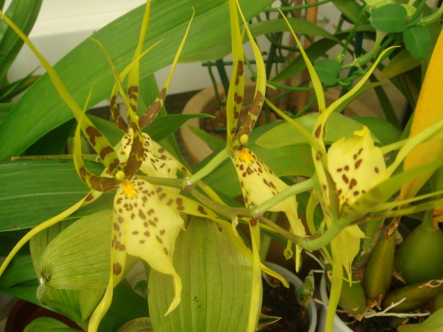 Mes orchidées Dsc01410