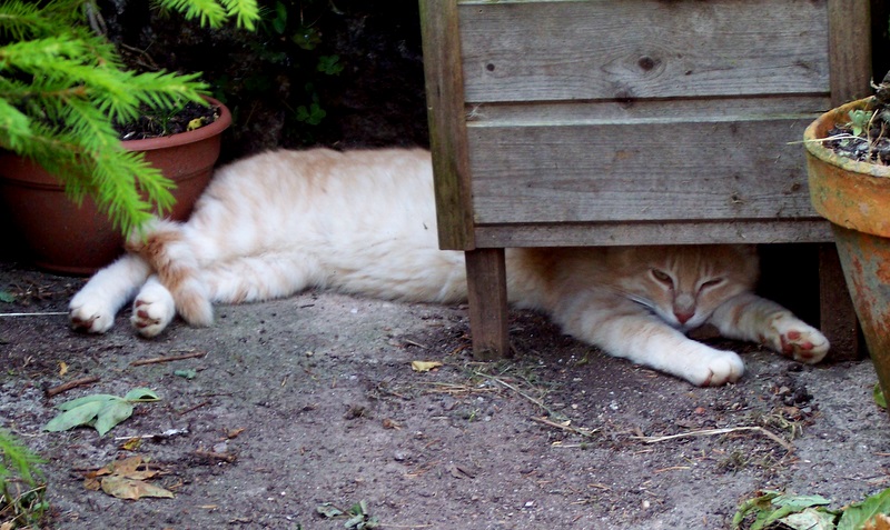 chat qui dort..... 11060810