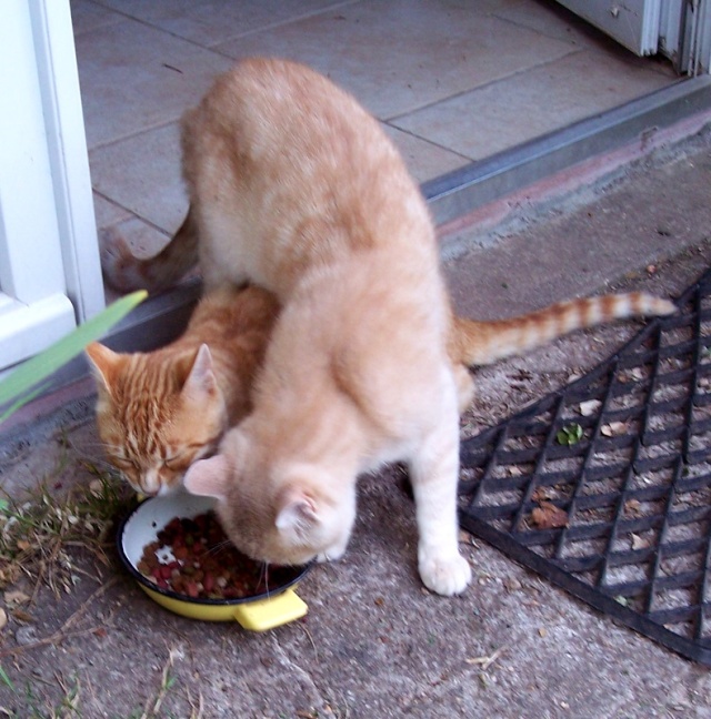 Les fantaisies alimentaires de vos chats - Page 4 28060810