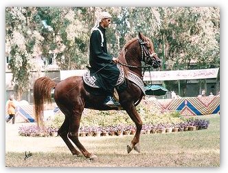 le cheval en ancienne Egypte Cam_la10