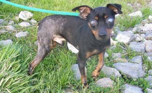 LUMINUS, mâle Pinscher de 6 ANS, aveugle et énucléé ADOPTE Minus-14