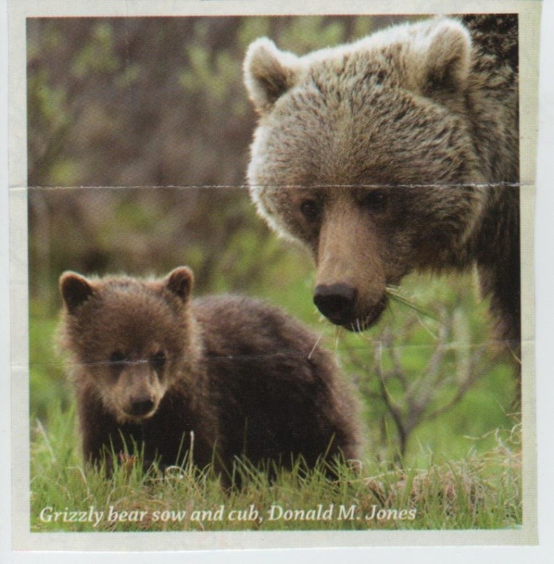 ·	Ursus arctos arctos : l’ours brun - Page 2 Grizzl10