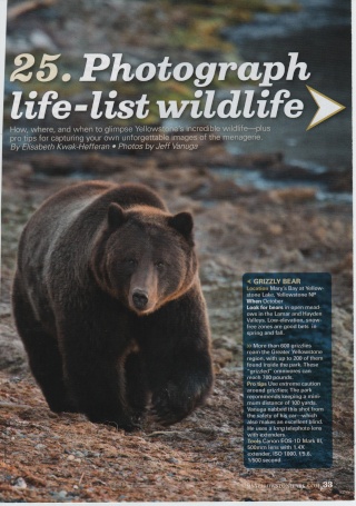 ·	Ursus arctos arctos : l’ours brun - Page 2 Photo_17