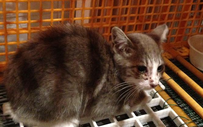 Fa ou adoptants pour 3 magnifiques chatons avant le 17 août RP Male_p12