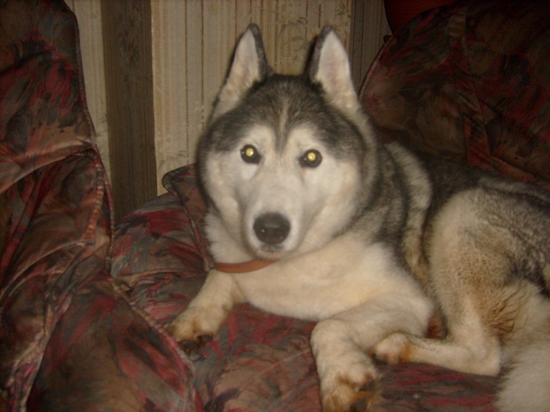 ALASKA - Male husky 6 ans SPA de Val de Marly (59) - Page 3 S7301910