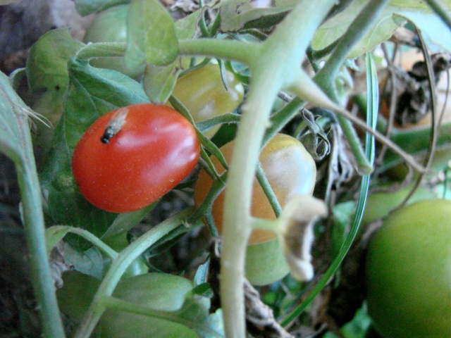 J'ai des graines de tomates cerises Dsc01611