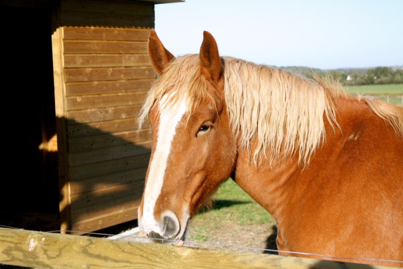 UBIDULE trait breton 2 ans Img_7610