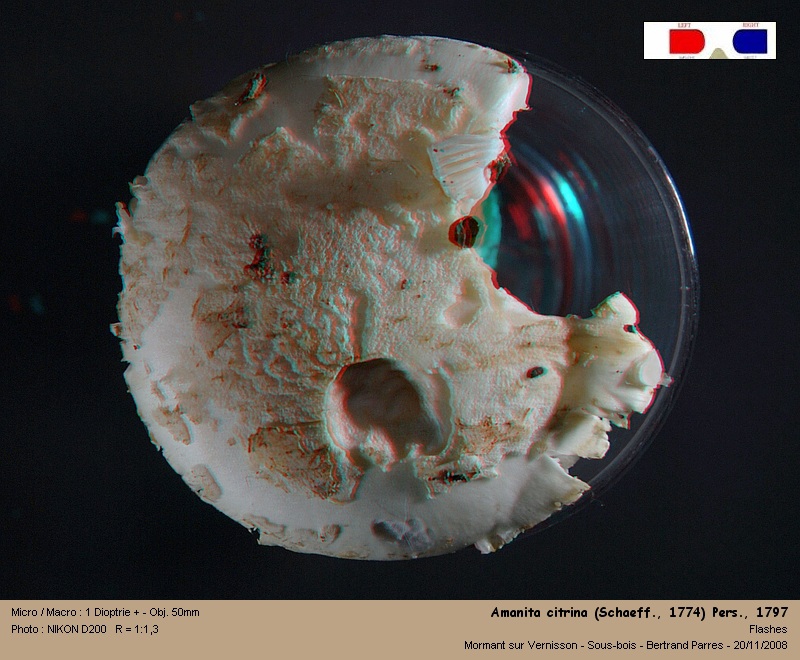 Amanita citrina (Schaeff. 1774) Pers. 1797 - Basidiomycète. Amanit12