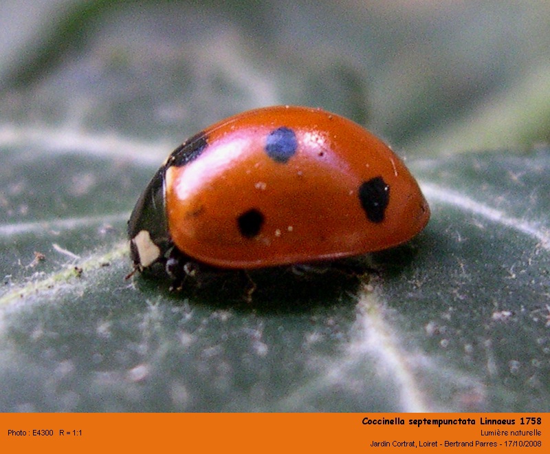 [Coccinella septempunctata] Linnaeus 1758 Coccin13