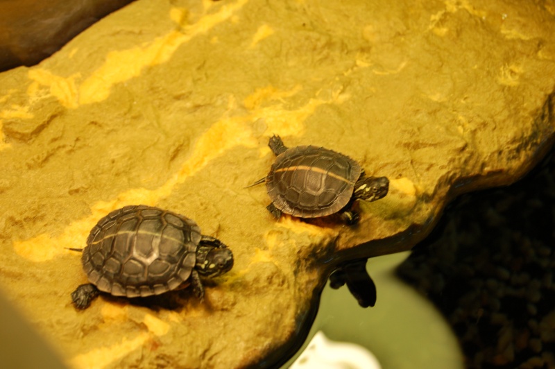 Lucette et Gédéon, mes BB dorsalis. Dsc_0315