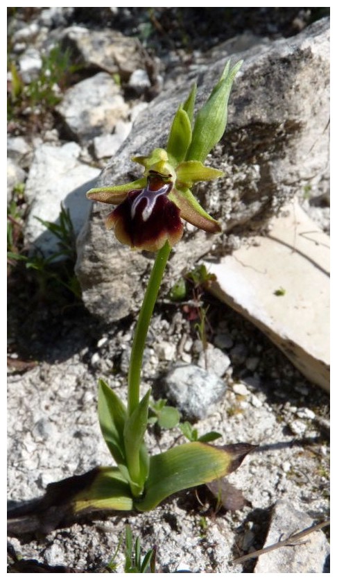 Chypre 3- les ophrys du groupe d'O. mammosa et les sérapias Ala_110