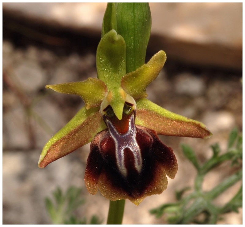 Chypre 3- les ophrys du groupe d'O. mammosa et les sérapias Ala_210