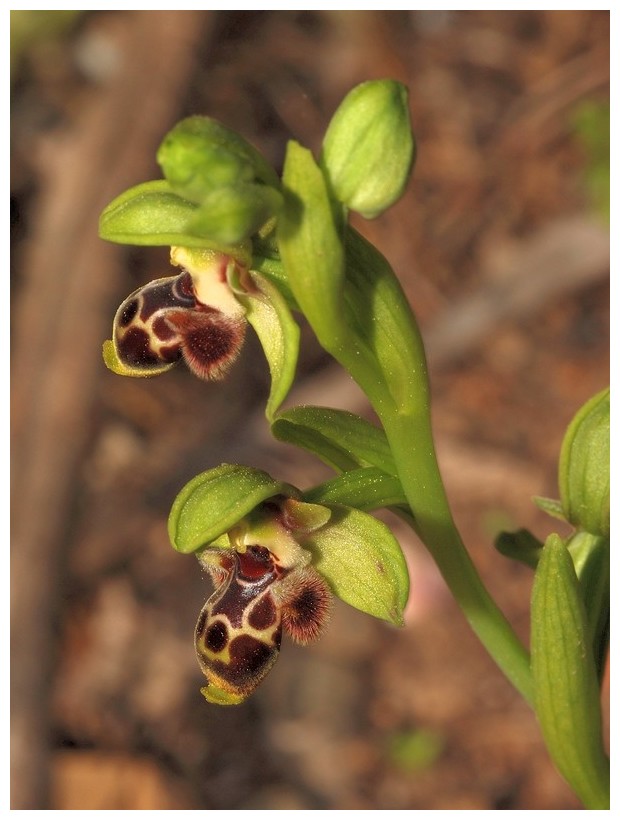 Chypre 2013 1-Les ophrys du groupe d'O. umbilicata Ast_210