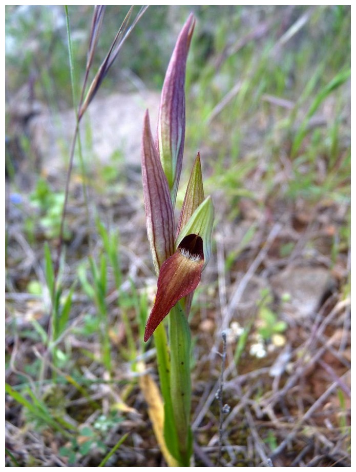 Chypre 3- les ophrys du groupe d'O. mammosa et les sérapias Ber_110