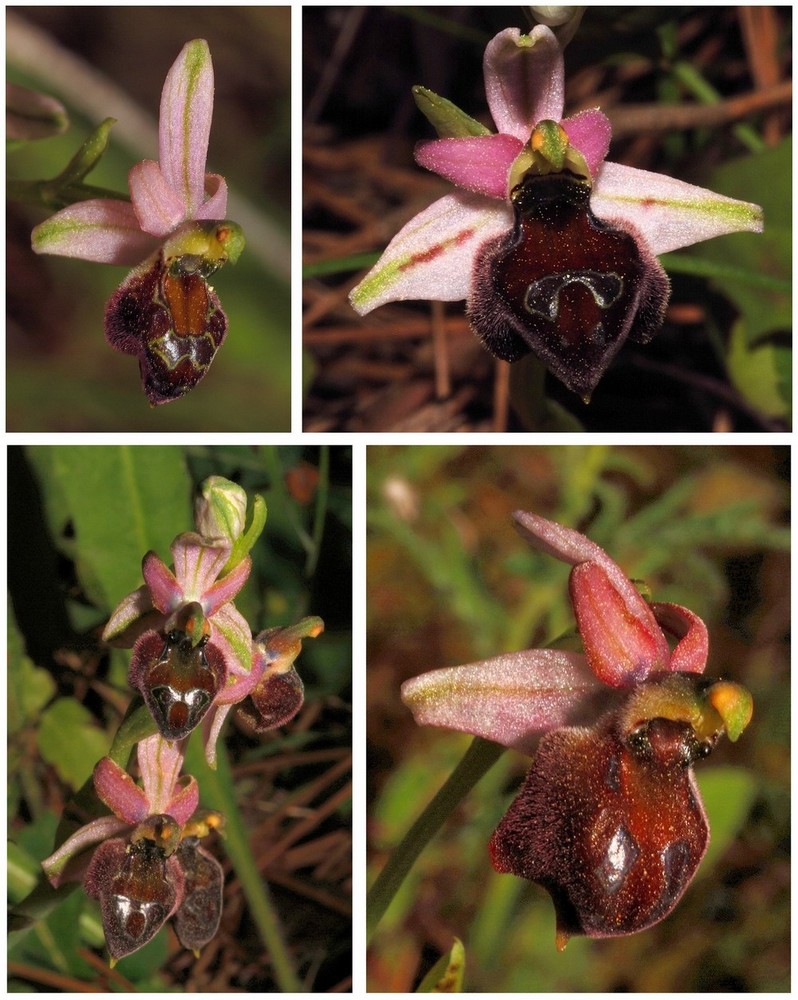 Chypre 2013 2-pseudophrys et ophrys divers  Ele_210