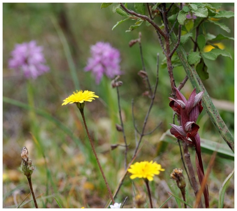 Chypre 3- les ophrys du groupe d'O. mammosa et les sérapias Lev_111