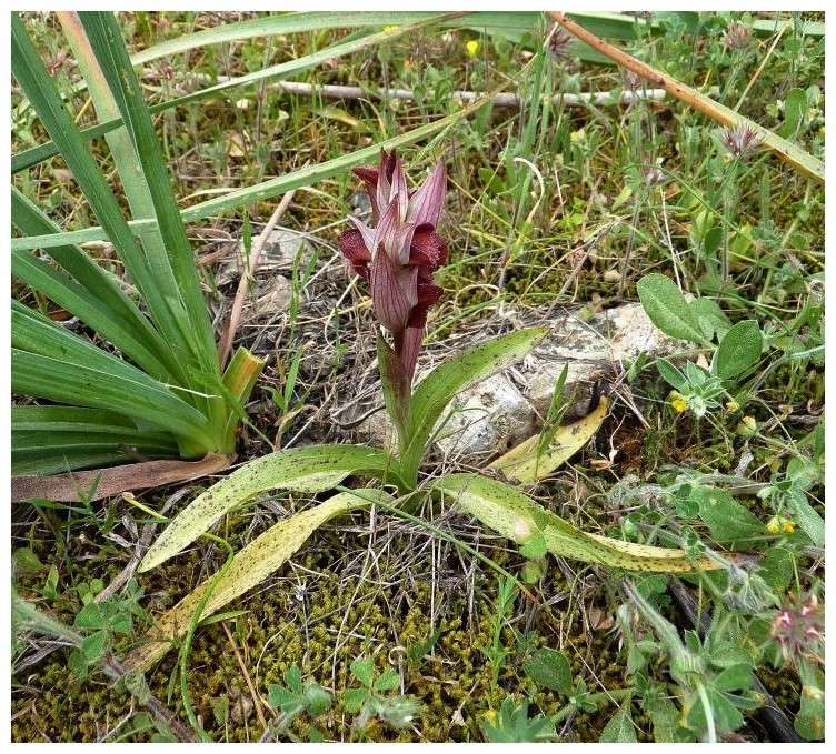 Chypre 3- les ophrys du groupe d'O. mammosa et les sérapias Lev_211