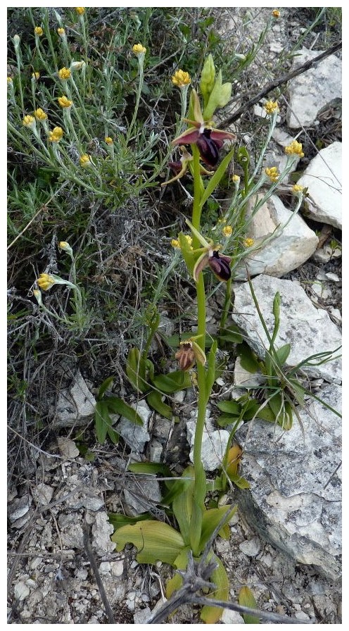 Chypre 3- les ophrys du groupe d'O. mammosa et les sérapias Mam_110