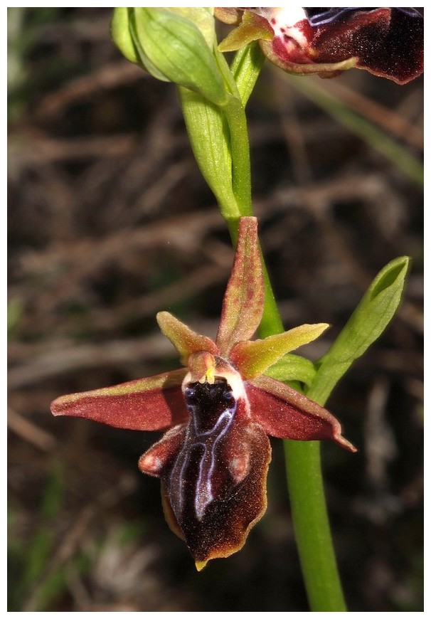 Chypre 3- les ophrys du groupe d'O. mammosa et les sérapias Mam_210