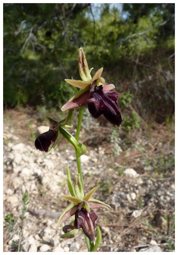 Chypre 3- les ophrys du groupe d'O. mammosa et les sérapias Mor_110