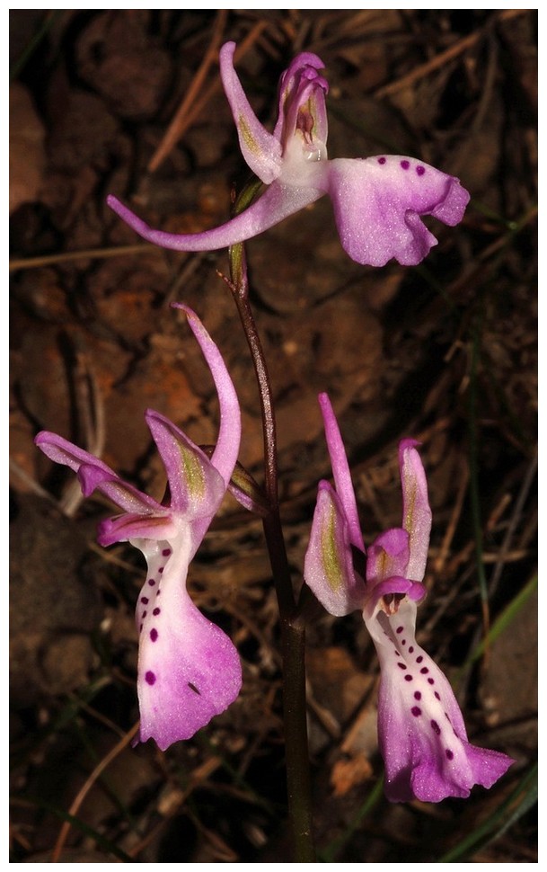 Chypre 2013 4- autres orchidées hors Ophrys et Serapias O_tro_12