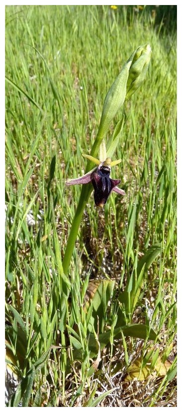 Chypre 3- les ophrys du groupe d'O. mammosa et les sérapias Pos_110