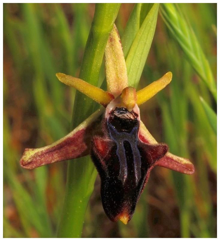 Chypre 3- les ophrys du groupe d'O. mammosa et les sérapias Pos_310
