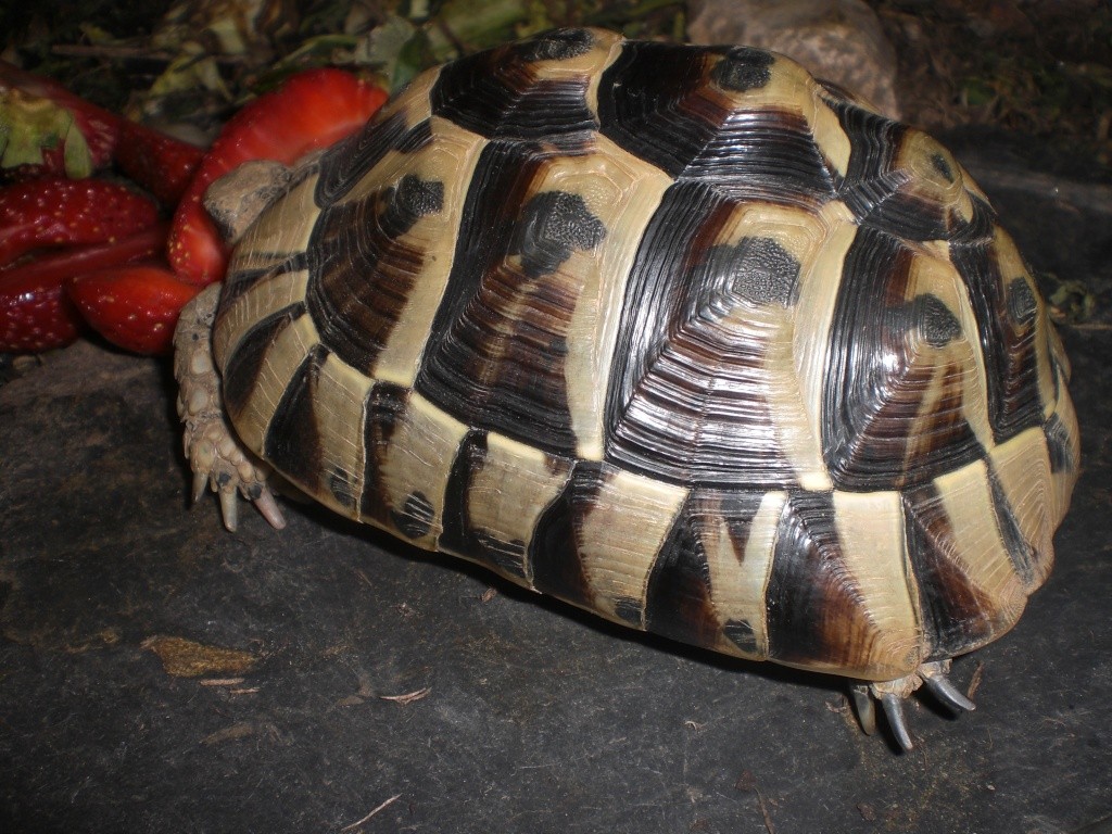 Identification de cette tortue Cimg0111
