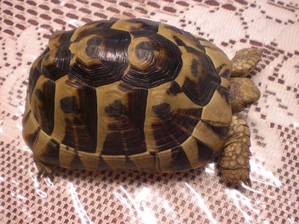 Identification de cette tortue Cimg0113