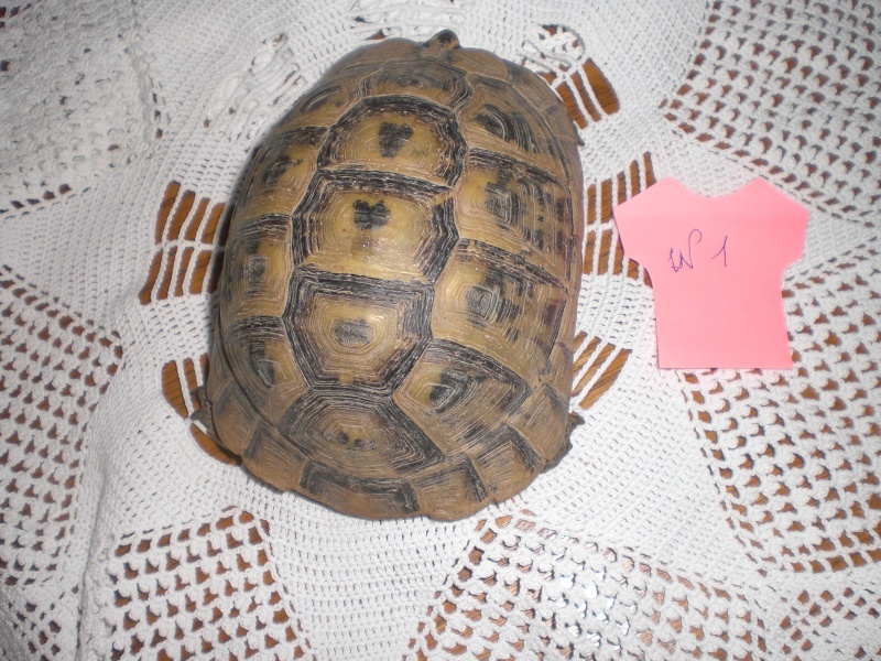 Identification tortue terrestre Cimg0312