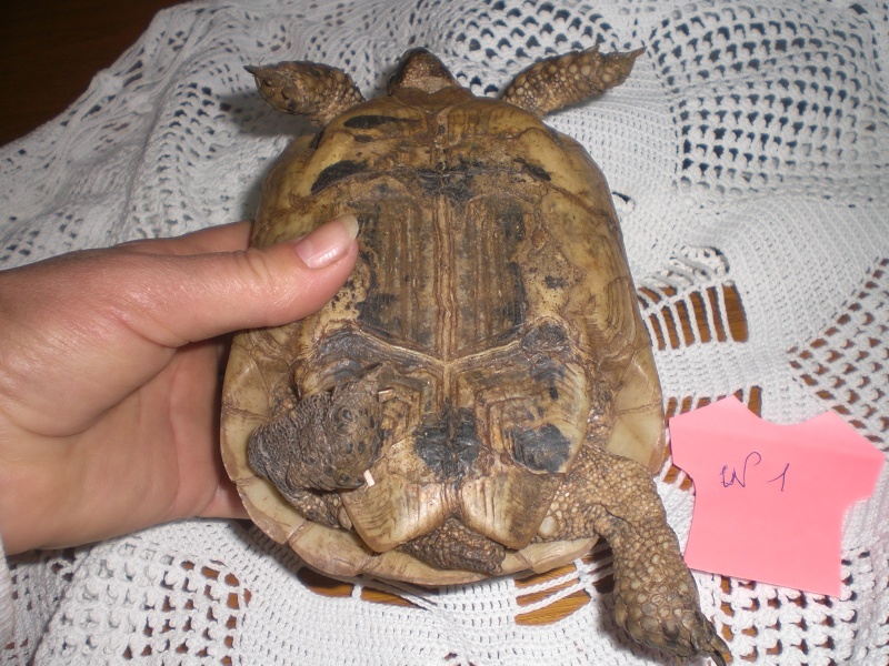Identification tortue terrestre Cimg0324
