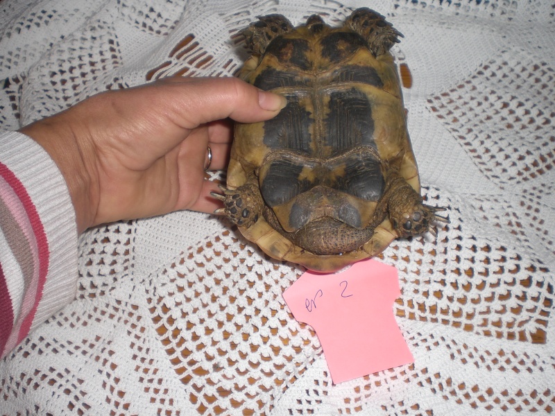 Identification tortue terrestre Cimg0327