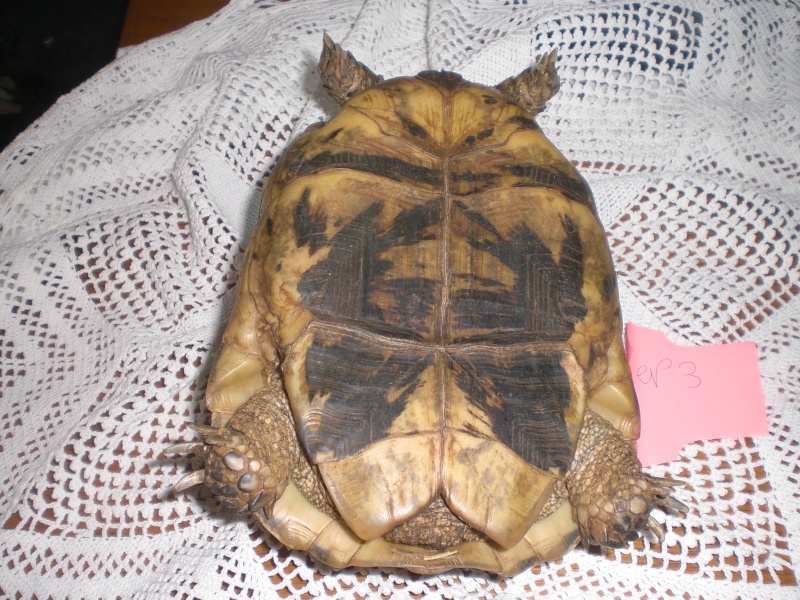 Identification tortue terrestre Cimg0330