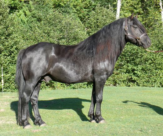 Azur mon trésor de cheval Huard10