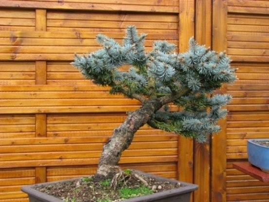 picea Index10