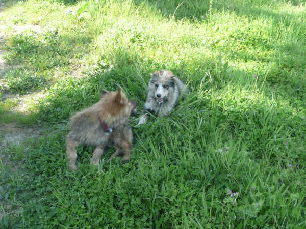 MICA - Chiot 9 mois - CUENCA (ESPAGNE) ADOPTEE 213