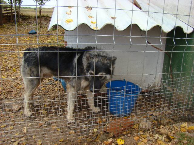 CAMARON  Husky/B Belge - CUENCA (ESPAGNE) ADOPTE Cuenca41