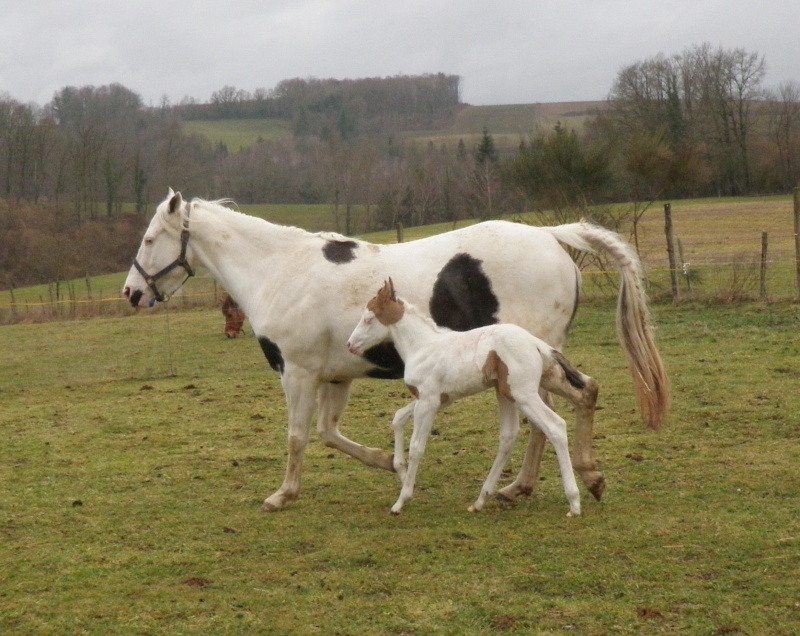 2013 - DINA   pouliche paint horse RESERVER Dina6-12