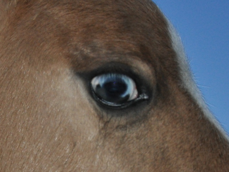 2013 - DINA   pouliche paint horse RESERVER Dsc_0010