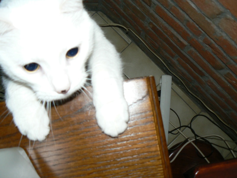 Omalet le petit chat blanc P1020711