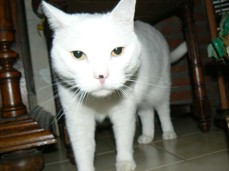 Omalet le petit chat blanc P1020713