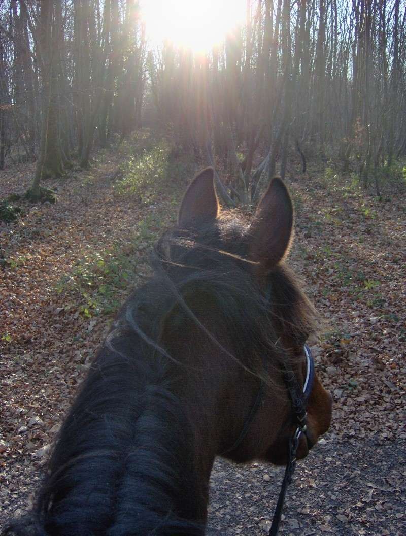 Commentaire => Portrait de nos chevaux du 6 jusqu'au 20 Septembre Hpim0626