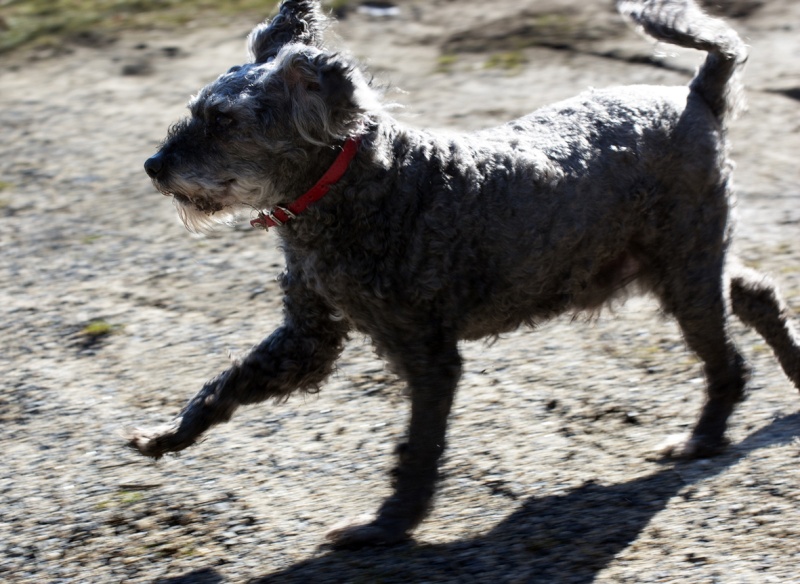 Dpt 48 - Filo - Typé caniche de 7 ans - Castré - A trouvé une FA sous l'asso SPA drôme ! Dsc_0010